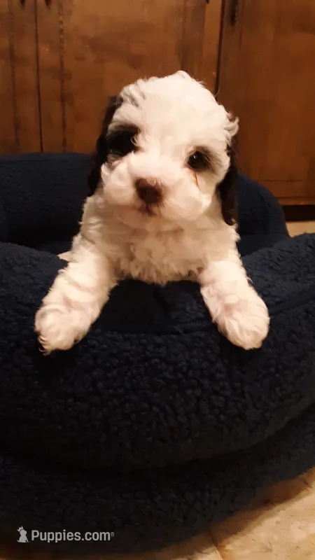 Snoopy  – Poodle - Miniature  puppy for sale in Statesville, NC