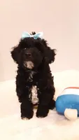 Dolly - small mini, a female Poodle - Miniature  for sale in Statesville, NC – 3 of 10