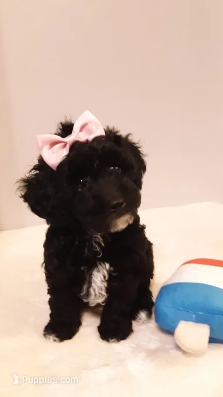 Dolly - small mini – Poodle - Miniature  puppy for sale in Statesville, NC