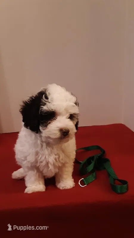 Benji - small mini – Poodle - Miniature  puppy for sale in Statesville, NC