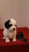 Benji - small mini, a male Poodle - Miniature  for sale in Statesville, NC – 1 of 10