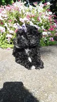 AKC Dolly - small mini, a female Poodle - Miniature  for sale in Statesville, NC – 8 of 10