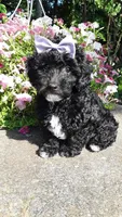 AKC Dolly - small mini, a female Poodle - Miniature  for sale in Statesville, NC – 9 of 10