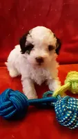 Snoopy , a male Poodle - Miniature  for sale in Statesville, NC – Photo 6 of 10