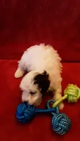 Snoopy , a male Poodle - Miniature  for sale in Statesville, NC – Photo 9 of 10