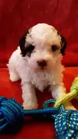 Snoopy , a male Poodle - Miniature  for sale in Statesville, NC – Photo 2 of 10