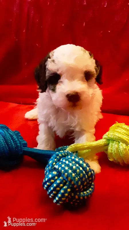 Snoopy  – Poodle - Miniature  puppy for sale in Statesville, NC