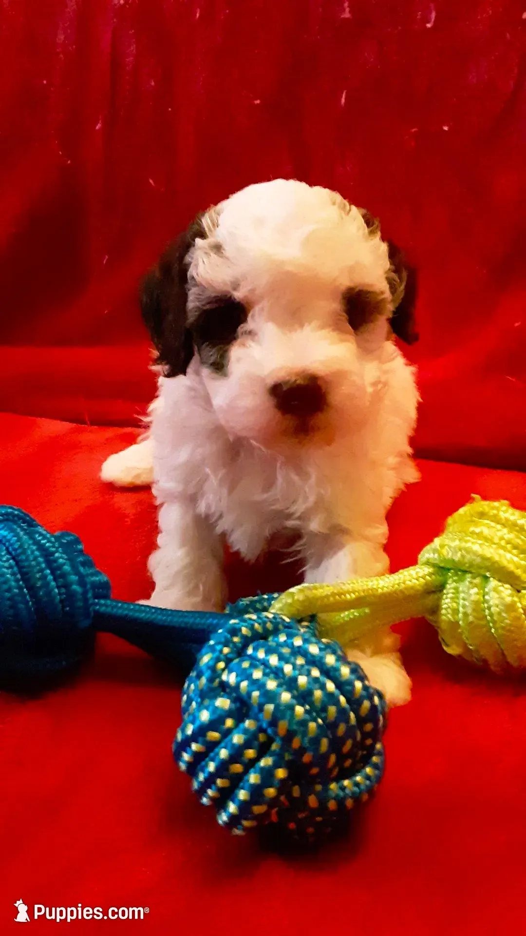 Snoopy , a male Poodle - Miniature  for sale in Statesville, NC – Photo 1 of 10