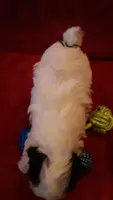 Snoopy , a male Poodle - Miniature  for sale in Statesville, NC – Photo 3 of 10