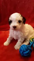 Snoopy , a male Poodle - Miniature  for sale in Statesville, NC – Photo 7 of 10