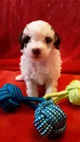 Snoopy , a male Poodle - Miniature  for sale in Statesville, NC – Photo 5 of 10