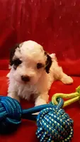 Snoopy , a male Poodle - Miniature  for sale in Statesville, NC – Photo 10 of 10