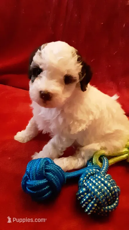 Snoopy  – Poodle - Miniature  puppy for sale in Statesville, NC