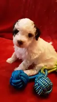 Snoopy , a male Poodle - Miniature  for sale in Statesville, NC – Photo 4 of 10