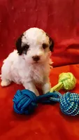 Snoopy , a male Poodle - Miniature  for sale in Statesville, NC – Photo 8 of 10