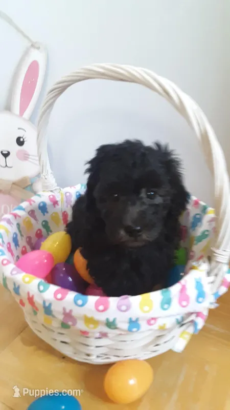 Freddie  – Poodle - Miniature  puppy for sale in Statesville, NC