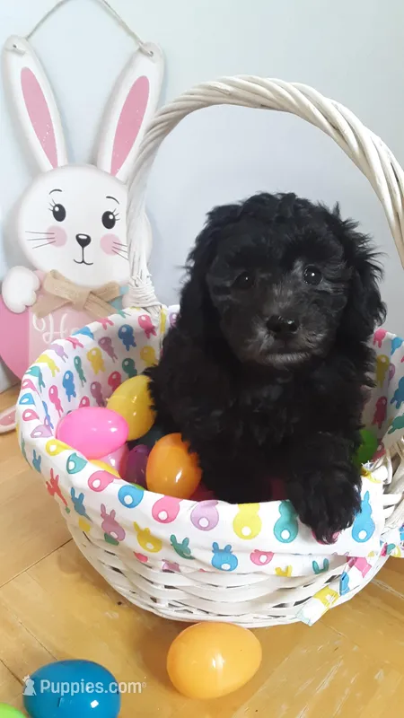Freddie  – Poodle - Miniature  puppy for sale in Statesville, NC