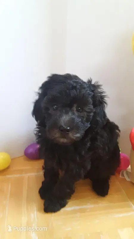 Freddie  – Poodle - Miniature  puppy for sale in Statesville, NC