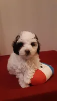 Benji - small mini, a male Poodle - Miniature  for sale in Statesville, NC – 10 of 10