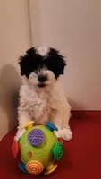 Bandit - mini, a male Poodle - Miniature  for sale in Statesville, NC – 5 of 10
