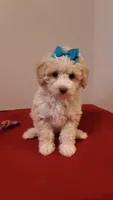 Goldie - small mini, a female Poodle - Miniature  for sale in Statesville, NC – 9 of 10