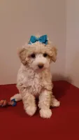 Goldie - small mini, a female Poodle - Miniature  for sale in Statesville, NC – 3 of 10