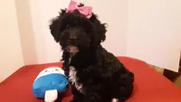 Dolly - small mini, a female Poodle - Miniature  for sale in Statesville, NC – 6 of 10