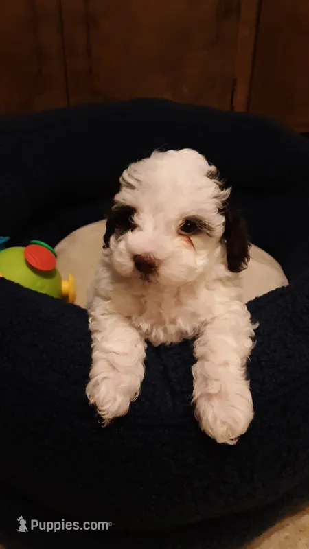 Snoopy  – Poodle - Miniature  puppy for sale in Statesville, NC