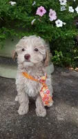 AKC Max - tiny mini, a male Poodle - Miniature  for sale in Statesville, NC – 6 of 10