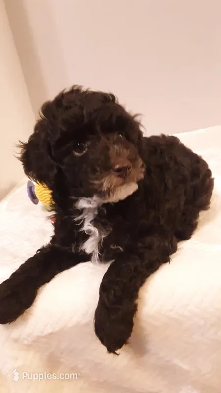 Teddy - small mini – Poodle - Miniature  puppy for sale in Statesville, NC