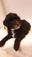 Teddy - small mini, a male Poodle - Miniature  for sale in Statesville, NC – 1 of 10
