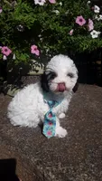 Benji - small mini, a male Poodle - Miniature  for sale in Statesville, NC – 10 of 10