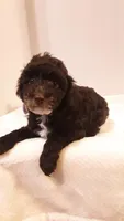Teddy - small mini, a male Poodle - Miniature  for sale in Statesville, NC – 10 of 10