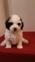 Benji - small mini, a male Poodle - Miniature  for sale in Statesville, NC – 2 of 10