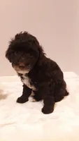 Teddy - small mini, a male Poodle - Miniature  for sale in Statesville, NC – 6 of 10
