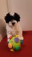 Bandit - mini, a male Poodle - Miniature  for sale in Statesville, NC – 4 of 10