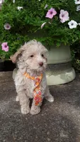 AKC Max - tiny mini, a male Poodle - Miniature  for sale in Statesville, NC – 8 of 10