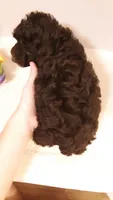 Teddy - small mini, a male Poodle - Miniature  for sale in Statesville, NC – 4 of 10