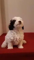 Benji - small mini, a male Poodle - Miniature  for sale in Statesville, NC – 4 of 10