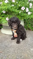 AKC Teddy - small mini, a male Poodle - Miniature  for sale in Statesville, NC – 8 of 10