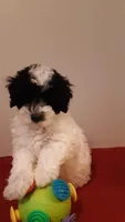 Bandit - mini, a male Poodle - Miniature  for sale in Statesville, NC – 7 of 10
