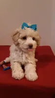 Goldie - small mini, a female Poodle - Miniature  for sale in Statesville, NC – 4 of 10