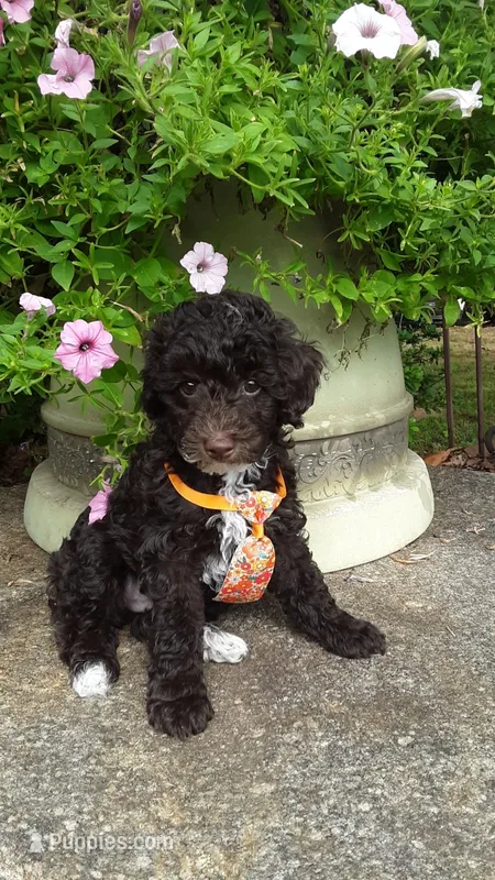 Teddy - small mini – Poodle - Miniature  puppy for sale in Statesville, NC