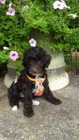 AKC Teddy - small mini, a male Poodle - Miniature  for sale in Statesville, NC – 1 of 10