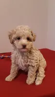 Max - tiny mini/large toy, a male Poodle - Miniature  for sale in Statesville, NC – 6 of 10
