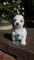 Benji - small mini, a male Poodle - Miniature  for sale in Statesville, NC – 9 of 10