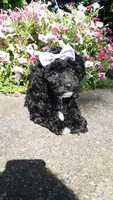AKC Dolly - small mini, a female Poodle - Miniature  for sale in Statesville, NC – 2 of 10