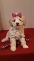 Goldie - small mini, a female Poodle - Miniature  for sale in Statesville, NC – 7 of 10