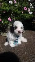 Benji - small mini, a male Poodle - Miniature  for sale in Statesville, NC – 5 of 10