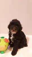 Teddy - small mini, a male Poodle - Miniature  for sale in Statesville, NC – 5 of 10